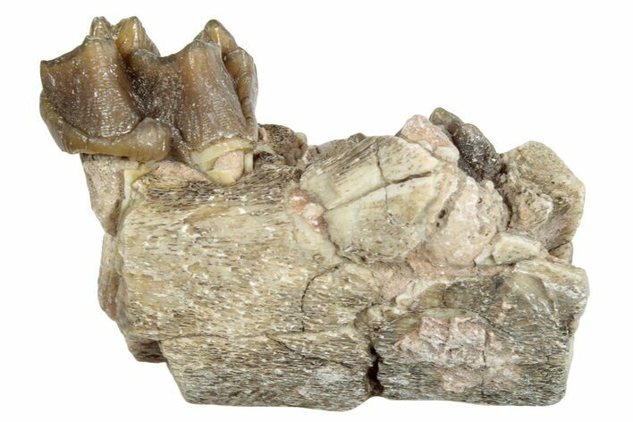 Fossil Horse (Mesohippus) Jaw Section - South Dakota #254941